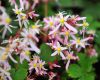 Show product details for Saxifraga fortunei Pink Haze